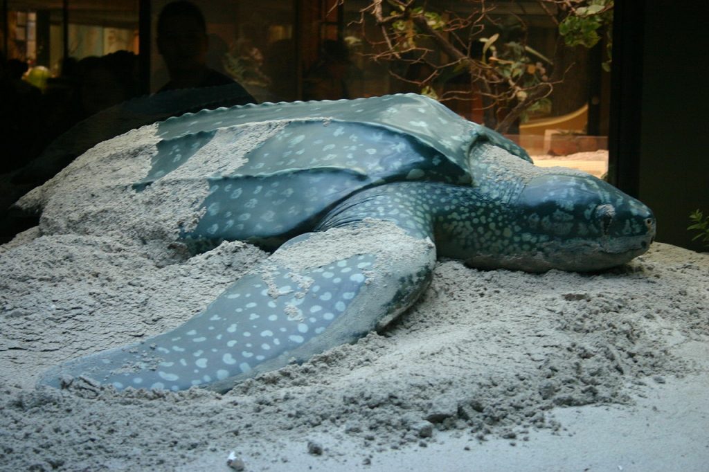 leatherback sea turtle predators