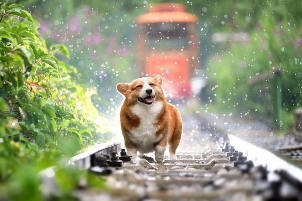 Guidelines for Vaping Around Pets